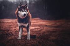 Julie ROUX - JULIE ROUX PHOTOGRAPHE